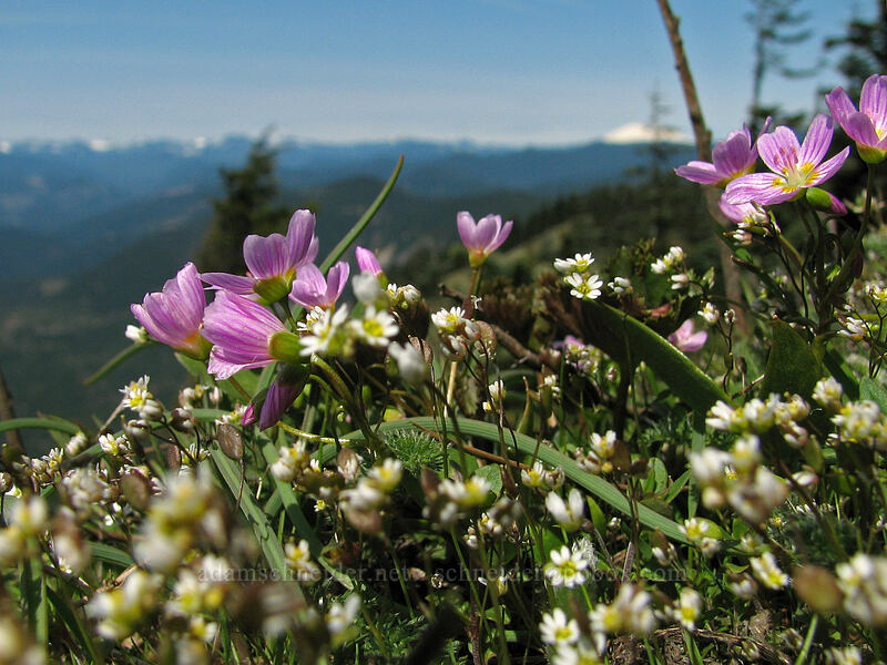 spring beauty, whitlow-grass, and distant mountains (Claytonia lanceolata, Draba verna) [Summit of Dog Mountain, Columbia River Gorge, Skamania County, Washington]