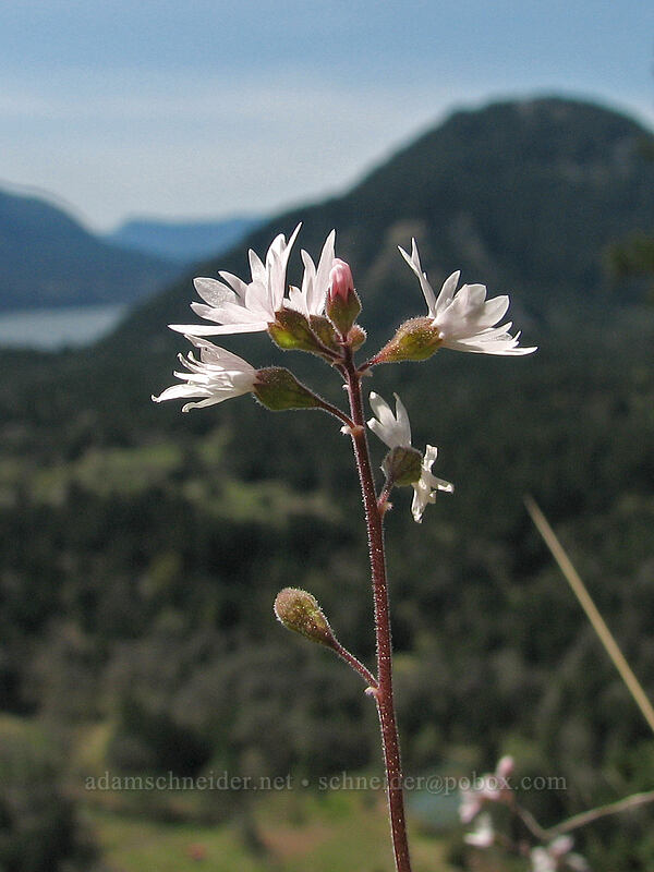 prairie stars & Wind Mountain (Lithophragma parviflorum) [Augspurger Trail, Columbia River Gorge, Washington]