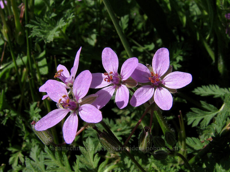 filaree (Erodium cicutarium) [Dalles Mountain Ranch, Columbia Hills State Park, Klickitat County, Washington]