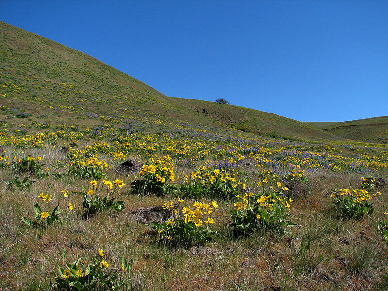 balsamroot & lupine (Balsamorhiza sp., Lupinus sp.) [Columbia Hills Natural Area Preserve, Klickitat County, Washington]