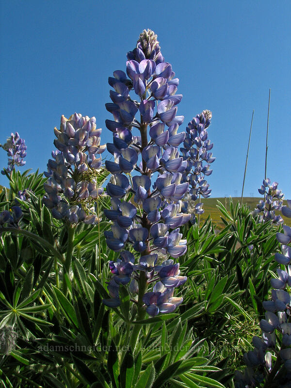 lupine (Lupinus sp.) [Columbia Hills Natural Area Preserve, Klickitat County, Washington]