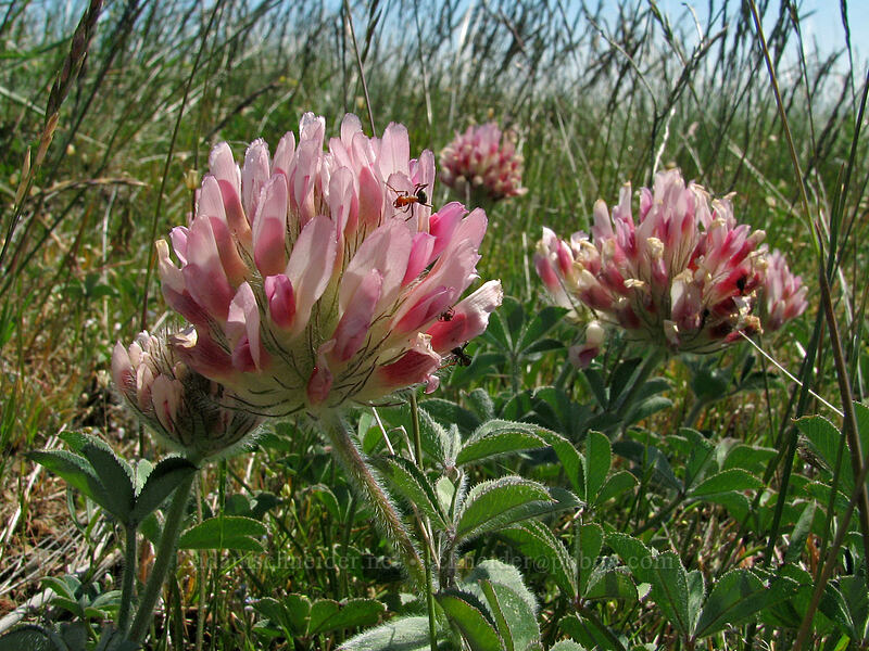 big-head clover (Trifolium macrocephalum) [Columbia Hills Natural Area Preserve, Klickitat County, Washington]