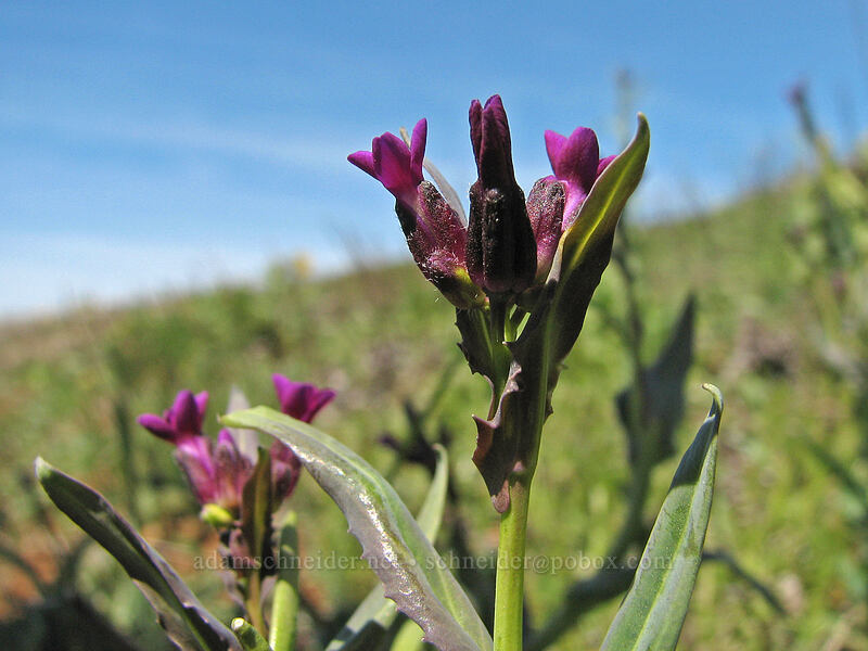purple sickle-pod rock-cress (Boechera atrorubens (Arabis sparsiflora var. atrorubens)) [Columbia Hills Natural Area Preserve, Klickitat County, Washington]