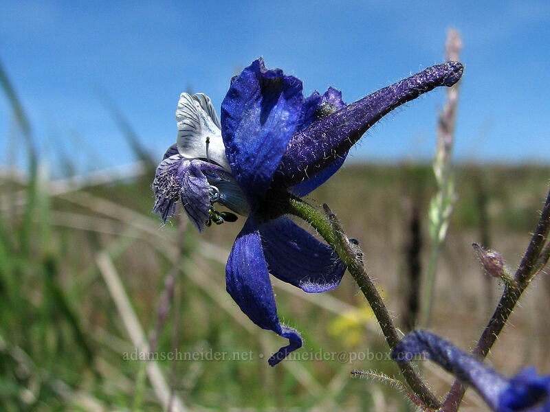 upland larkspur (Delphinium nuttallianum) [Columbia Hills Natural Area Preserve, Klickitat County, Washington]