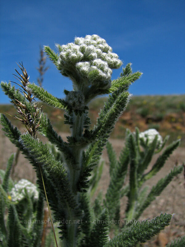 yarrow (Achillea millefolium) [Columbia Hills Natural Area Preserve, Klickitat County, Washington]