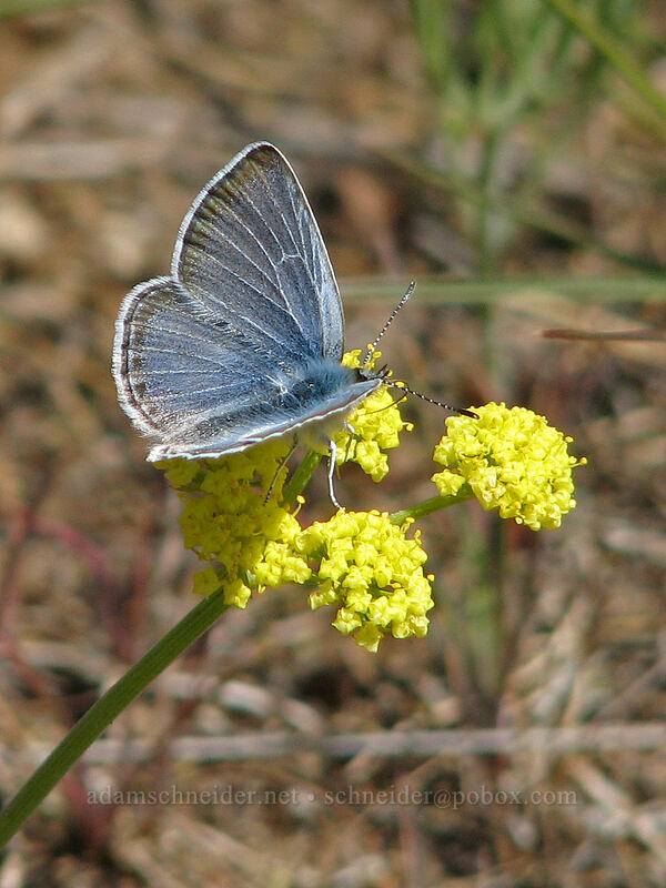 silvery blue butterfly on bare-stem desert parsley (Glaucopsyche lygdamus, Lomatium nudicaule) [Columbia Hills Natural Area Preserve, Klickitat County, Washington]