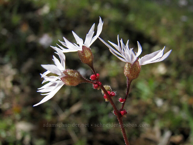 bulbiferous woodland star (Lithophragma glabrum) [Columbia Hills Natural Area Preserve, Klickitat County, Washington]