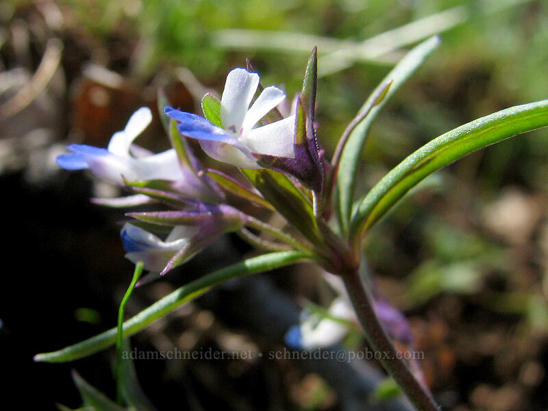 small-flowered blue-eyed Mary (Collinsia parviflora) [Columbia Hills Natural Area Preserve, Klickitat County, Washington]