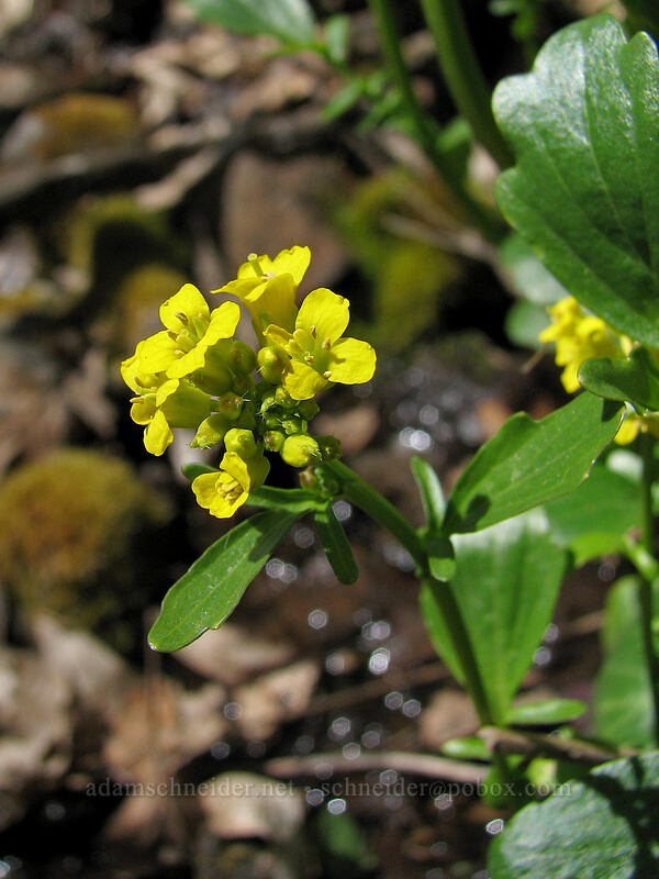 a yellow cress (Barbarea sp.) [Columbia Hills Natural Area Preserve, Klickitat County, Washington]