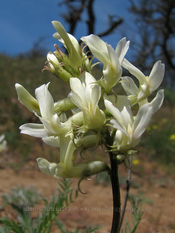 Yakima milk-vetch (Astragalus reventiformis) [Columbia Hills Natural Area Preserve, Klickitat County, Washington]