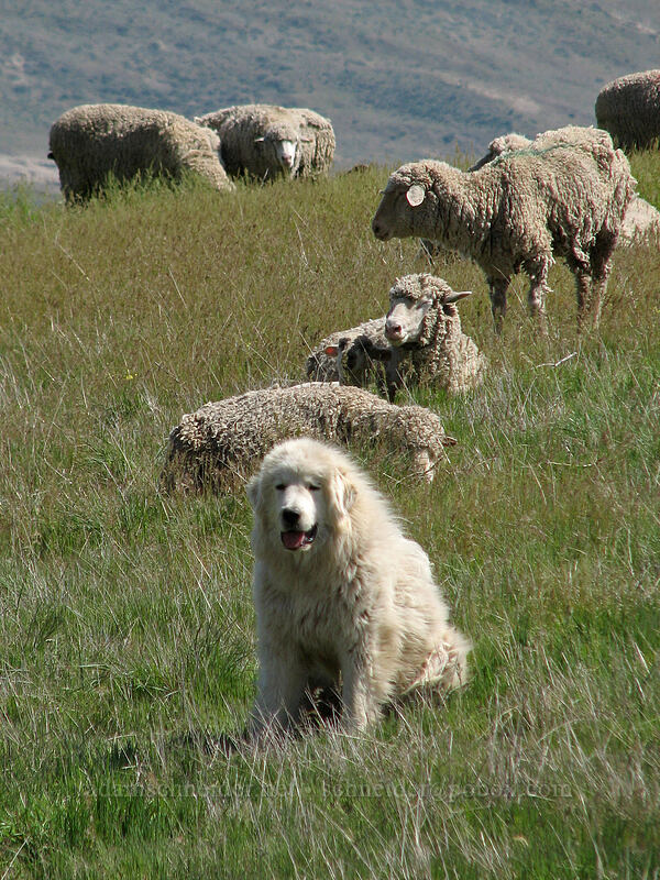sheepdog at work [Dalles Mountain Ranch, Columbia Hills State Park, Klickitat County, Washington]