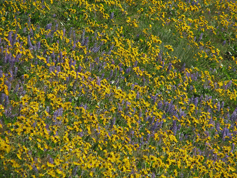 lupine & balsamroot (Lupinus sp., Balsamorhiza sp.) [Dalles Mountain Road, Klickitat County, Washington]