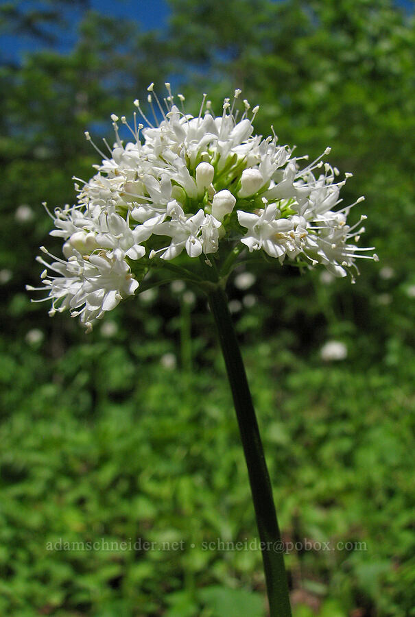 Sitka valerian (Valeriana sitchensis) [Tombstone Prairie Trail, Willamette National Forest, Linn County, Oregon]