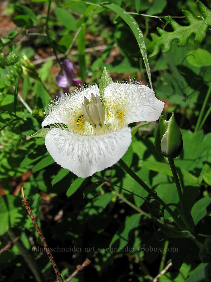 Cascade mariposa lily (Calochortus subalpinus) [Tombstone Prairie Trail, Willamette National Forest, Linn County, Oregon]