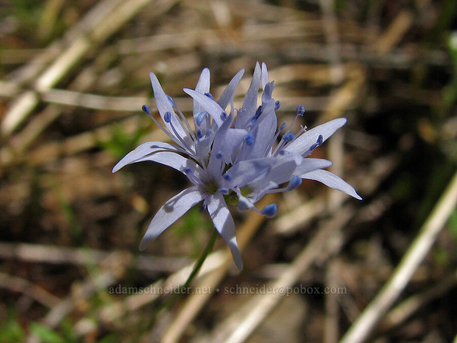 blue-headed gilia (Gilia capitata) [Cone Peak Trail, Willamette National Forest, Linn County, Oregon]