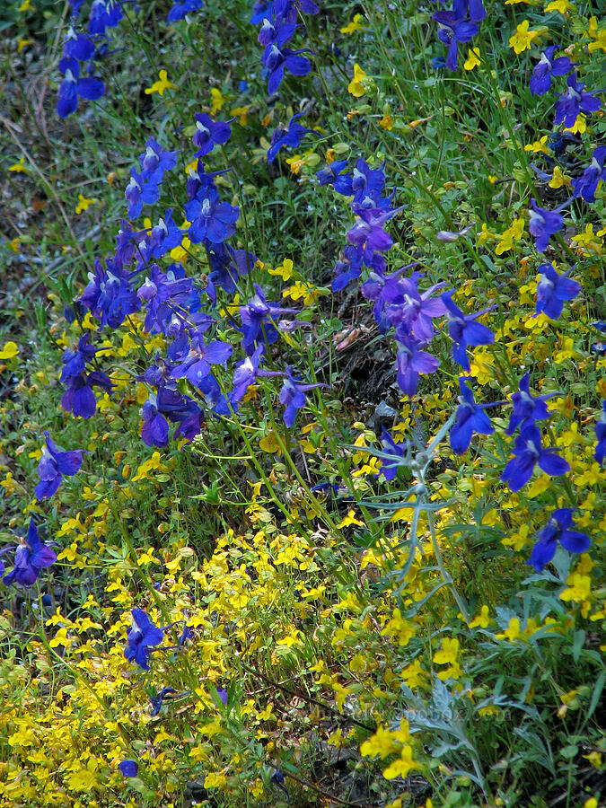 larkspur & monkeyflower (Delphinium menziesii, Erythranthe sp. (Mimulus sp.)) [Cone Peak Trail, Willamette National Forest, Linn County, Oregon]