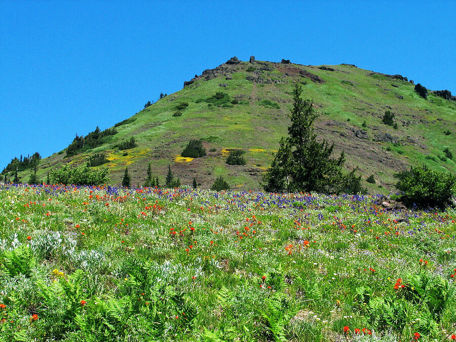 Cone Peak & wildflowers [Cone Peak Trail, Willamette National Forest, Linn County, Oregon]