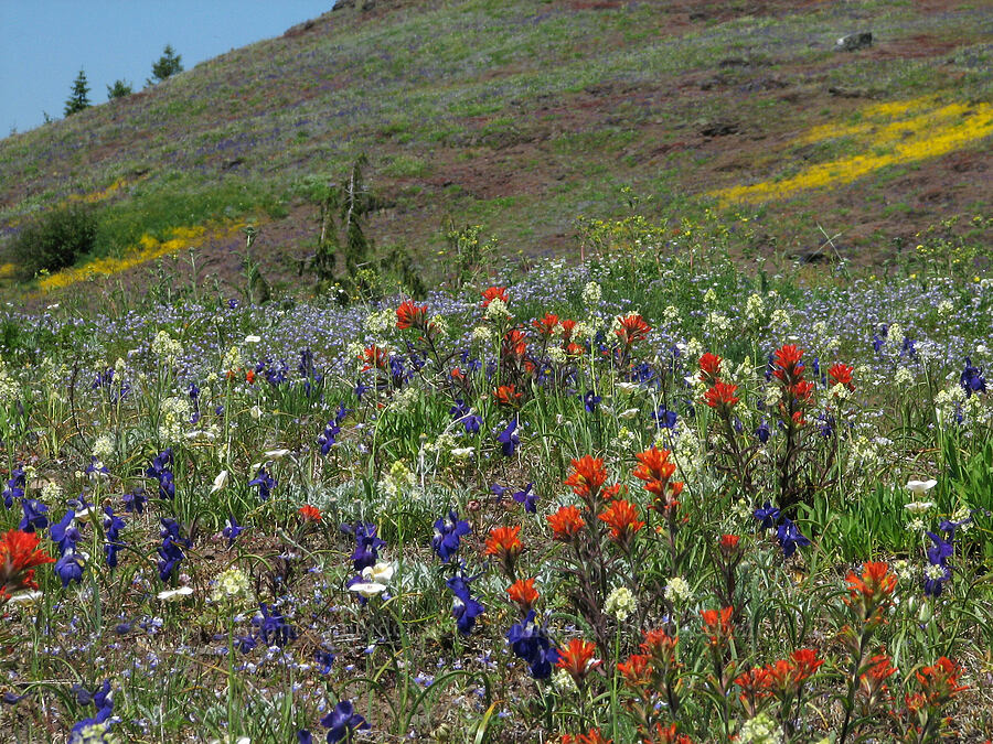 wildflowers (Delphinium menziesii, Castilleja sp., Toxicoscordion venenosum (Zigadenus venenosus)) [Cone Peak Trail, Willamette National Forest, Linn County, Oregon]