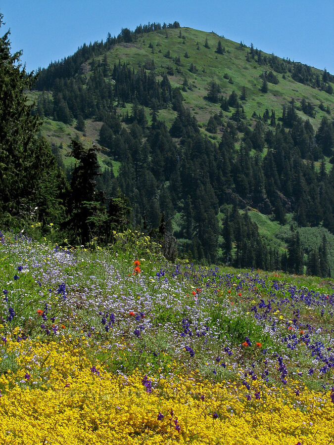 South Peak & wildflowers [Cone Peak Trail, Willamette National Forest, Linn County, Oregon]