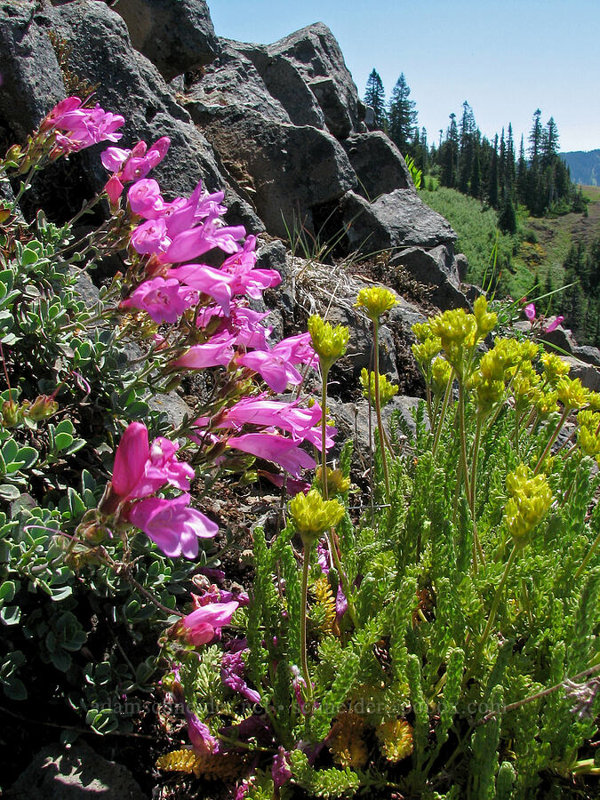 cliff penstemon & Gordon's alpine ivesia (Penstemon rupicola, Ivesia gordonii var. alpicola) [Ridge below Cone Peak, Willamette National Forest, Linn County, Oregon]