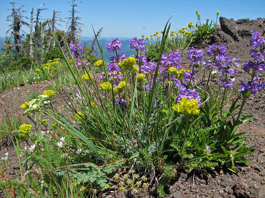Gordon's alpine ivesia & penstemon (Ivesia gordonii var. alpicola, Penstemon procerus var. brachyanthus) [summit of Cone Peak, Willamette National Forest, Linn County, Oregon]