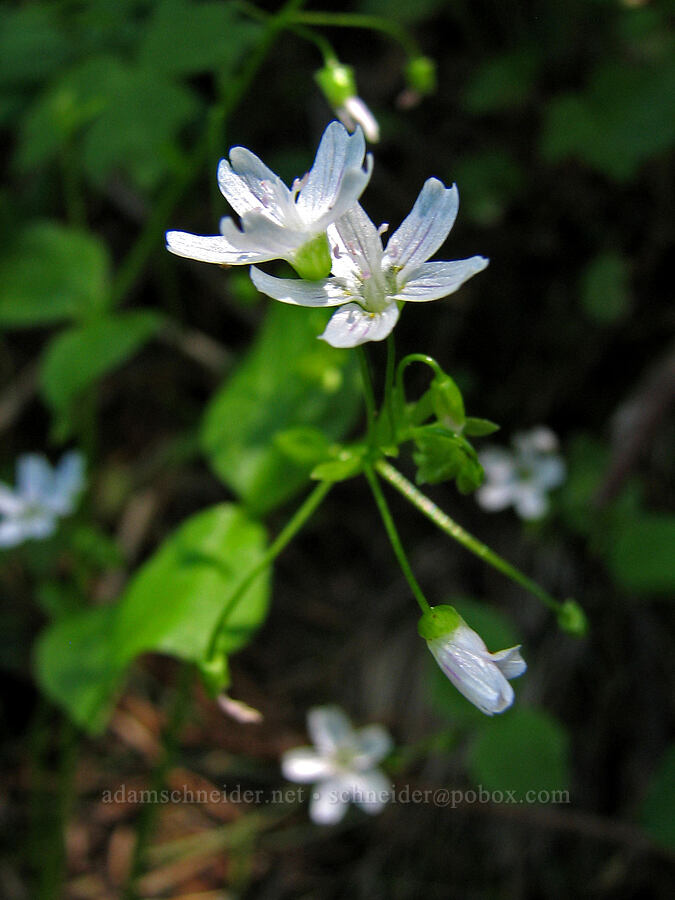 candy flower (Claytonia sibirica (Montia sibirica)) [Iron Mountain-Cone Peak saddle, Willamette National Forest, Linn County, Oregon]