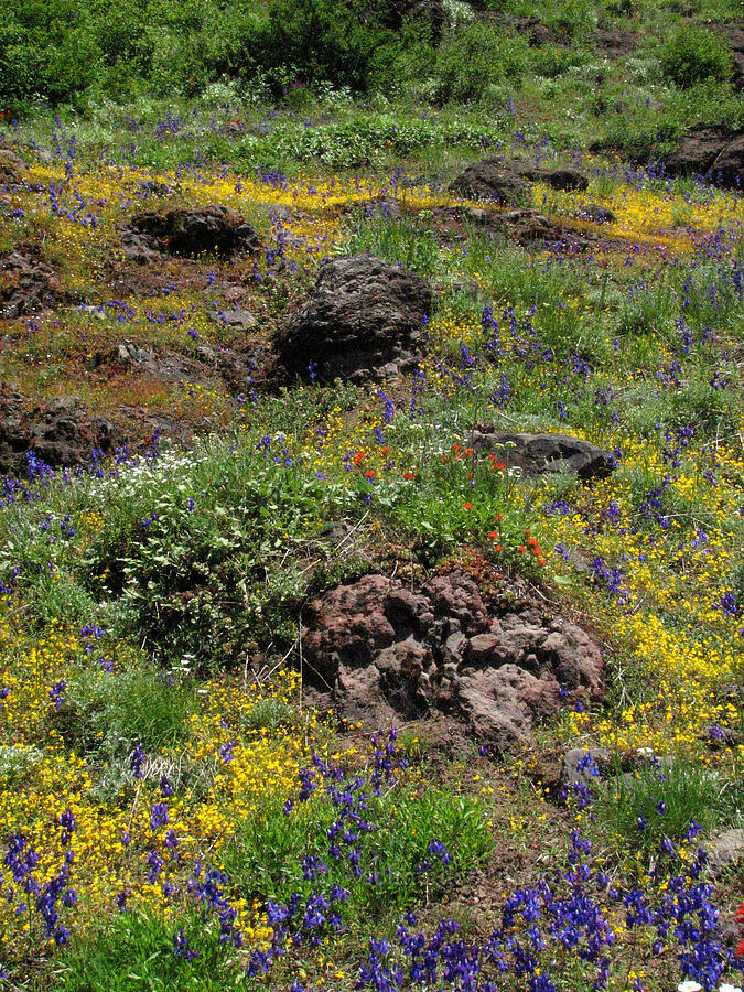 wildflowers (Delphinium menziesii, Erythranthe sp. (Mimulus sp.), Castilleja sp.) [northwest side of Iron Mountain, Willamette National Forest, Linn County, Oregon]