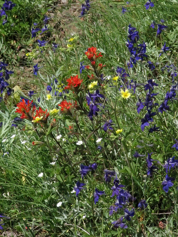 wildflowers (Delphinium menziesii, Drymocallis glandulosa (Potentilla glandulosa), Castilleja sp.) [Iron Mountain Lookout Trail, Willamette National Forest, Linn County, Oregon]