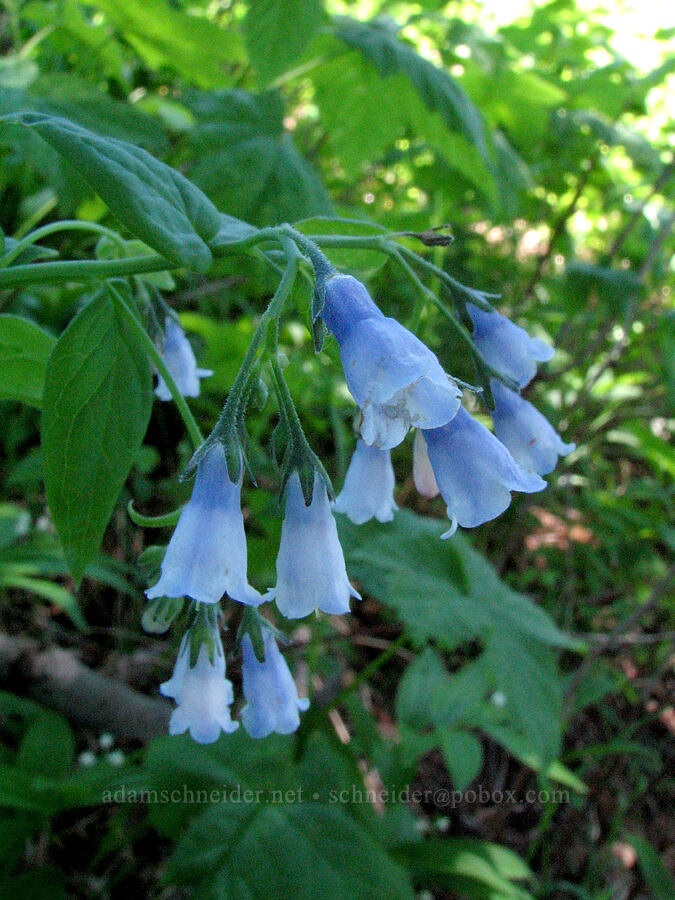 bluebells (Mertensia sp.) [Iron Mountain Lookout Trail, Willamette National Forest, Linn County, Oregon]