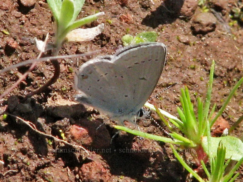western tailed-blue butterfly (Cupido amyntula) [Iron Mountain Lookout Trail, Willamette National Forest, Linn County, Oregon]