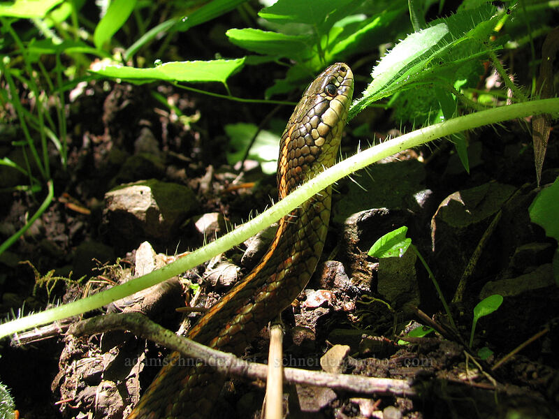 northwestern garter snake (Thamnophis ordinoides) [Saddle Mountain Trail, Clatsop County, Oregon]