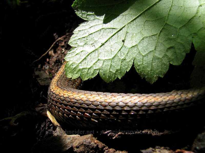 northwestern garter snake (Thamnophis ordinoides) [Saddle Mountain Trail, Clatsop County, Oregon]