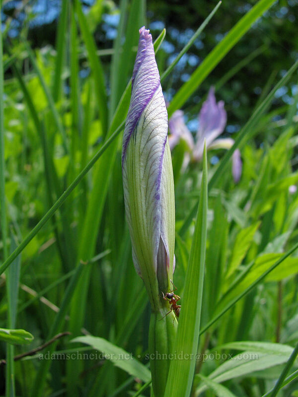 Oregon iris, budding (Iris tenax) [Saddle Mountain Trail, Clatsop County, Oregon]