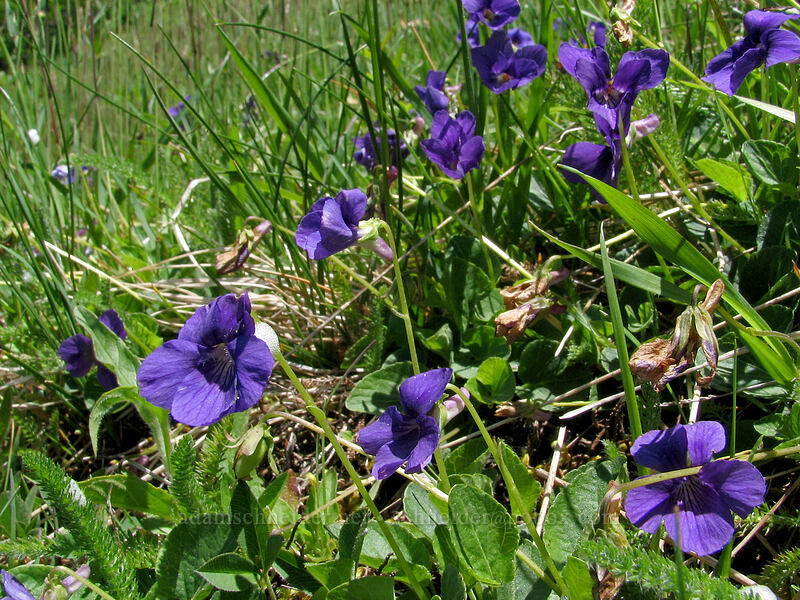 blue violets (Viola adunca) [East side of Saddle Mountain, Clatsop County, Oregon]