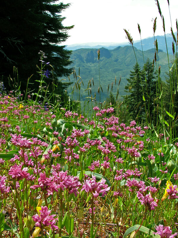 meadow full of rosy plectritis (Plectritis congesta) [Saddle Mountain Trail, Clatsop County, Oregon]