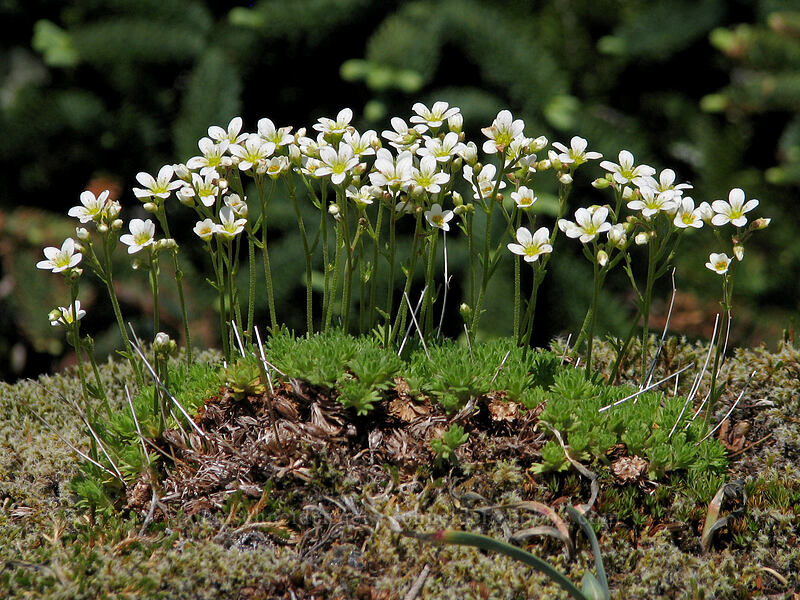 tufted saxifrage (Saxifraga cespitosa var. subgemmifera (Saxifraga caespitosa)) [East side of Saddle Mountain, Clatsop County, Oregon]