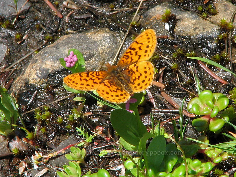 Pacific fritillary butterfly (Boloria epithore) [East side of Saddle Mountain, Clatsop County, Oregon]