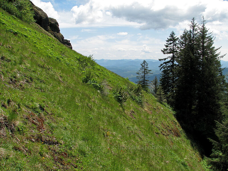 very steep meadow [East side of Saddle Mountain, Clatsop County, Oregon]
