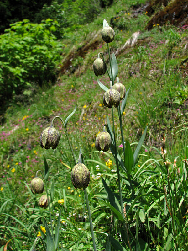 checker lilies (Fritillaria affinis) [East side of Saddle Mountain, Clatsop County, Oregon]