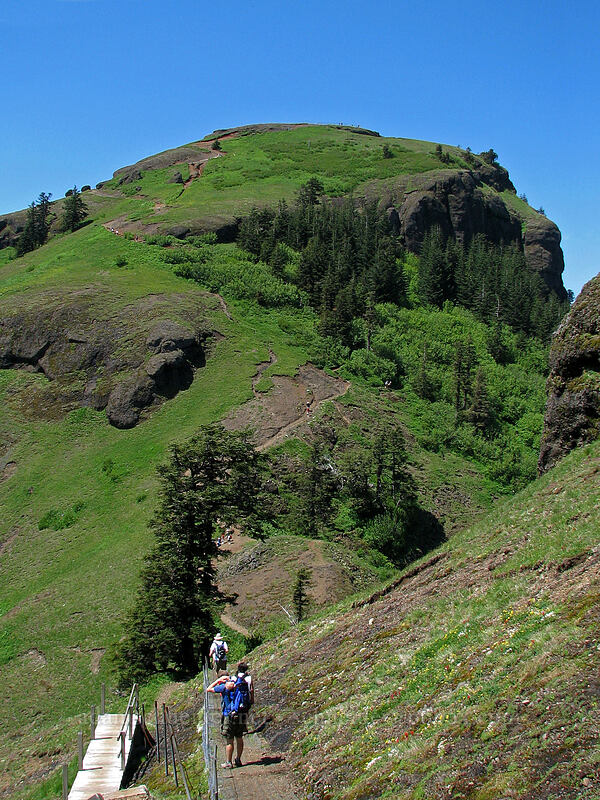 the trail [Saddle Mountain Trail, Clatsop County, Oregon]
