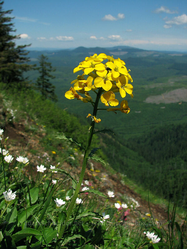 western wallflower (Erysimum capitatum) [Saddle Mountain Trail, Clatsop County, Oregon]