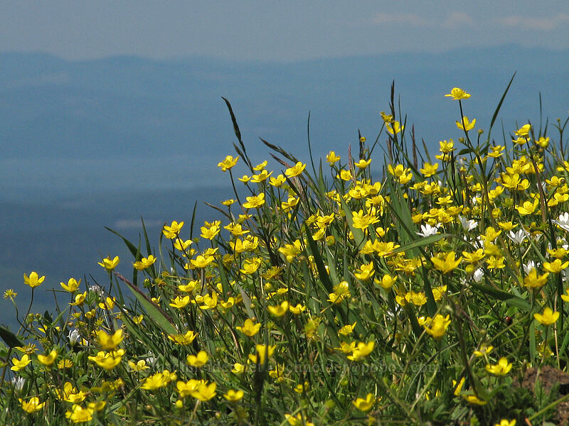 buttercups (Ranunculus occidentalis) [Summit of Saddle Mountain, Clatsop County, Oregon]