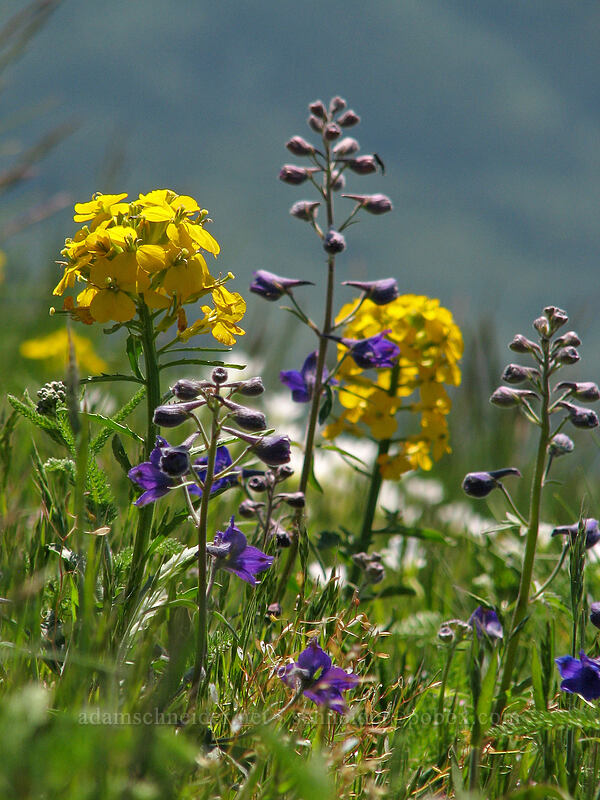 larkspur & western wallflower (Delphinium sp., Erysimum capitatum) [Summit of Saddle Mountain, Clatsop County, Oregon]