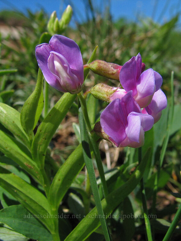 pea-vine flowers (Lathyrus sp.) [Saddle Mountain Trail, Clatsop County, Oregon]