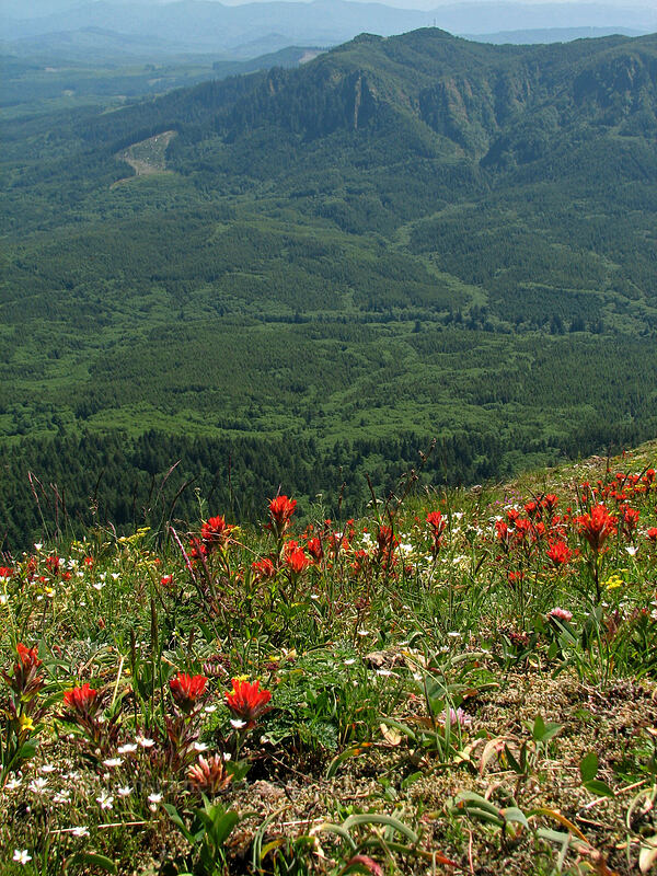 wildflowers & Humbug Mountain [Saddle Mountain Trail, Clatsop County, Oregon]