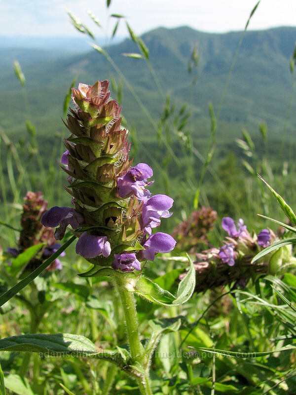 self-heal (Prunella vulgaris) [Saddle Mountain Trail, Clatsop County, Oregon]