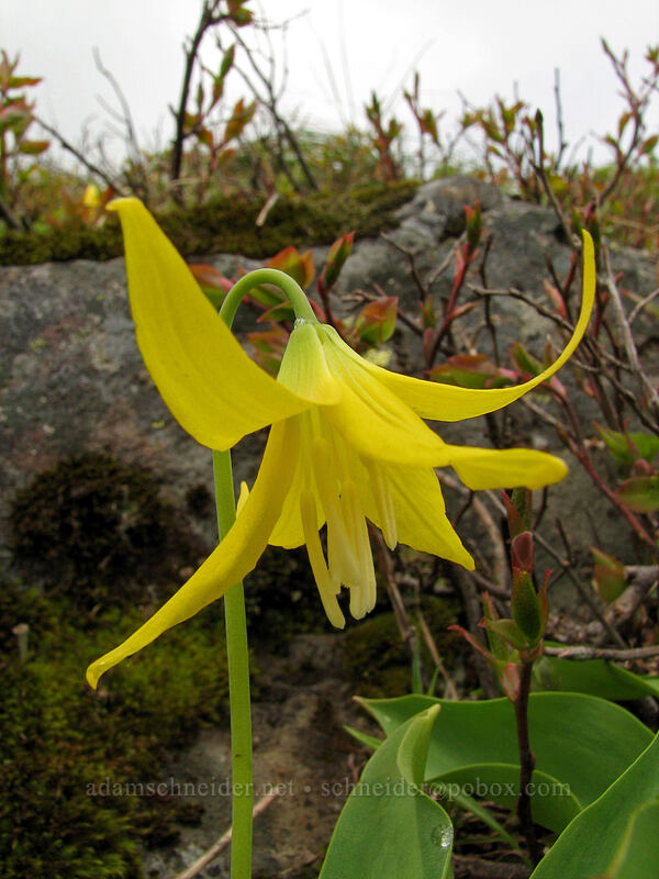 glacier lily (Erythronium grandiflorum) [Ed's Trail, Silver Star Mountain, Gifford Pinchot National Forest, Skamania County, Washington]