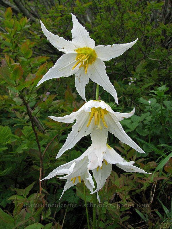 avalanche lilies (Erythronium montanum) [Ed's Trail, Silver Star Mountain, Gifford Pinchot National Forest, Skamania County, Washington]