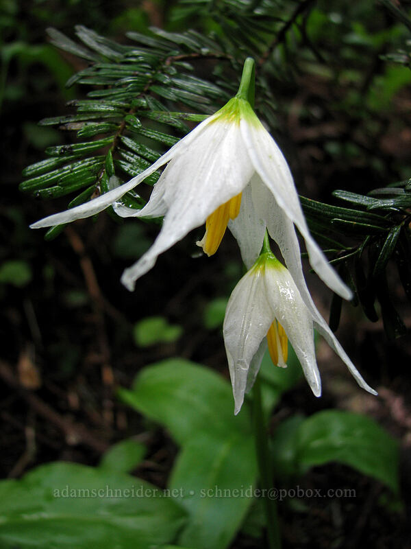 avalanche lilies (Erythronium montanum) [Silver Star Mountain Trail, Gifford Pinchot National Forest, Skamania County, Washington]