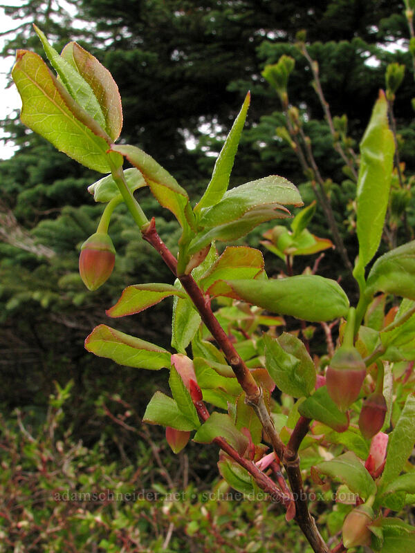 fool's huckleberry (Menziesia ferruginea (Rhododendron menziesii)) [Silver Star Mountain Trail, Gifford Pinchot National Forest, Skamania County, Washington]
